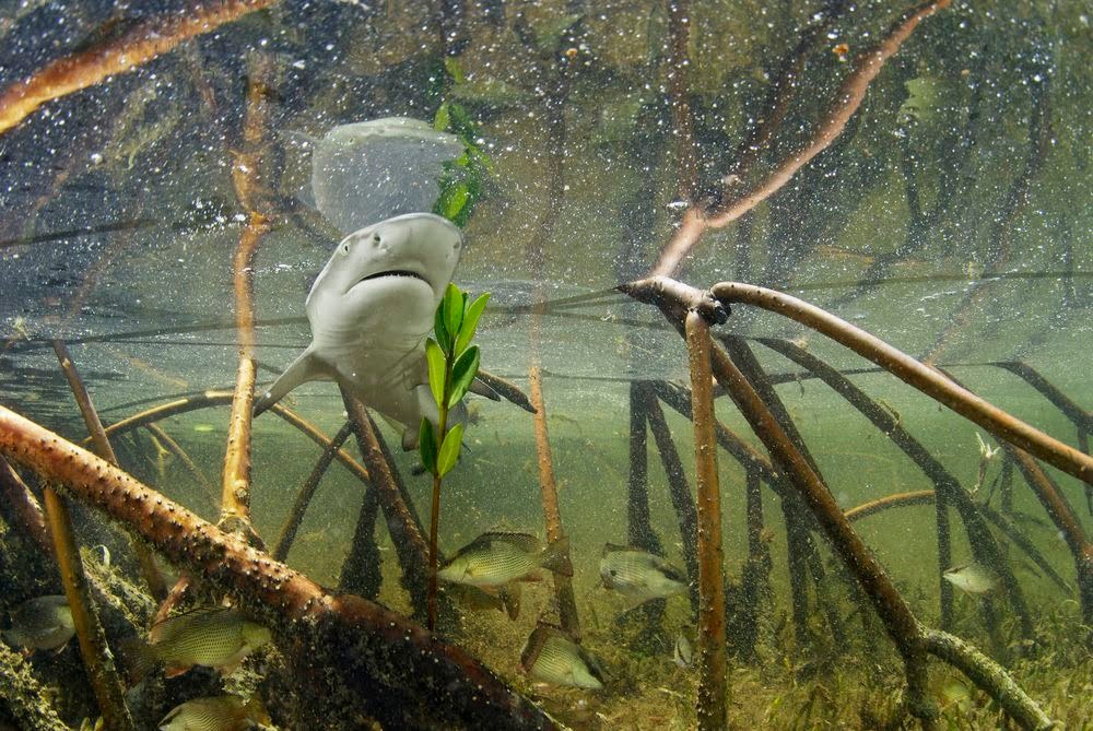 Olaganustu Kopek Baligi Fotograflari Popular Science