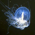 jellyfish-lives-forever