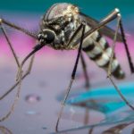 Bir Google Şirketi Zika İle Mücadele İçin 20 Milyon Sivrisinek Salıyor