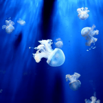 Deniz Anaları Deri Altına Zehir Akıtan Güçlü Şırıngalar Fırlatıyor