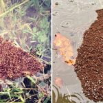 Ateş Karıncaları, Harvey Kasırgasının Oluşturduğu Selde Hayatta Kalmak İçin Birleşiyorlar