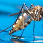 Sivrisinek Kaynaklı Hastalıklar, Gen Düzenleme ile Temelli Yok Olabilir