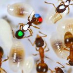İşçi Karıncaların Aslında %40’ı Tembel Fakat Bahaneleri Var