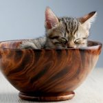 cat_in_bowl