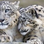 Kar Leoparının Artık Resmî Olarak Tehlike Altında Olmadığı Açıklandı