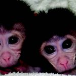 Tasarım Türler: Genom Düzenleme