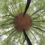 Yaşamın Başlangıcına Dair Radikal Bir Yaklaşım