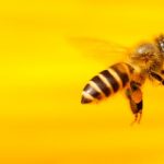 Arılar da İnsanlar Gibi Solak Veya Sağlak Olabiliyorlar
