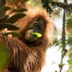 Yeni Bir Orangutan Türü Belirlendi ve Nesli Ciddi Şekilde Tehlike Altında
