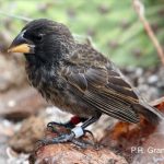 big-bird-finch-galapagos-new-species