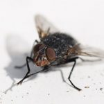 Sinekler Tahmin Ettiğimizden Çok Daha Fazla Hastalık Taşıyor