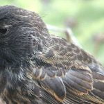 Galapagos’ta Yeni Bir Kuş Türünün Evrimleşmesine Şahit Olundu