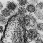 ABD, Laboratuvarda Ölümcül Virüsler Üzerinde Mühendislik Uygulama Yasağını Sonlandırdı