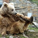 yeti-himalayan-brown-bear