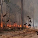 Bu Kuşlar Ormanları Bilerek Yakıyorlar