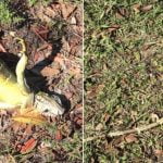Güney Florida’da Ağaçlardan İguana Düşüyor