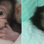 SCNT Yöntemiyle İlk Maymun Klonlandı!