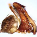 pelican-spider-side-view[1]