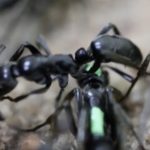 Kızgın Savaşçı Karıncalar, Yaralı Askerlerini Tedavi Ediyorlar!