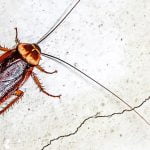 Hamamböcekleri, Kıtalar Bölündüğü Zaman Oradaydılar ve Muhtemelen Hepimizden Uzun Yaşayacaklar
