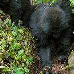 Genç Goriller, Kaçak Avcıların Kurduğu Tuzakları Sökmeyi Öğrendi