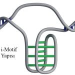 019-dna-i-motif-structure-living-cells-1