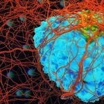 Kanser Hücreleri Yıllarca Uyku Halinde Durabiliyor ve Bilim İnsanları Bunun Sebebini Anlamaya Başlıyor