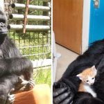 İşaret Diliyle ‘Konuşabilen’ Goril Koko, 46 Yaşında Aramızdan Ayrıldı