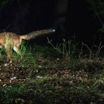 Hayvanların Davranışında Devasa Bir Değişim Gerçekleşiyor ve Bu Bizim Suçumuz