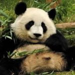 Adeta Birer Kaka Bombası Olan Pandalar Diğer Türlerin Kurtarılmasına Katkı Sağlıyor