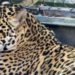 Hayvanat Bahçesindeki Doğal Ortamından Kaçan Jaguar, Diğer Bölümlere Geçerek Hayvanları Öldürdü