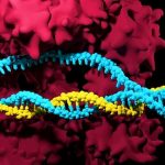 CRISPR, Geniş Mutasyonlara ve Genetik Hasara Sebep Olabilir