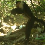 Panama’daki Bu Küçük Maymunlar, Taş Devrine Girmiş Görünüyorlar
