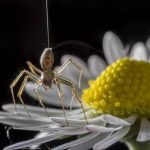 Örümcekler Atmosferdeki Elektriksel Alanı Hissediyor Olabilirler