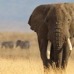 Filler Çok Nadiren Kanser Oluyor ve Nihayet Bunun Sebebini Biliyor Olabiliriz