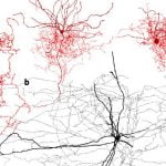 rosehip_neuron_header_1024