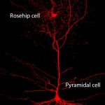 rosehip_neuron_small