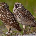 06-danielle-d-ermo-yawning-owl[1]