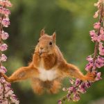 07-geert-weggen-split-squirrel[1]