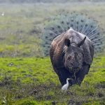 09-kallol-mukherjee-rhino-peacock[1]