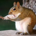 10-mary-mcgowan-caught-squirrel[1]