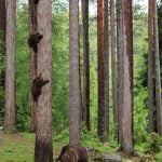 15-valtteri-mulkahainen-mother-bear-cubs[1]