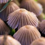 Eğer Bilim İnsanları Bir Yolunu Bulabilirse, ‘Sihirli Mantar’ Kimyasalları Düşündüğünüzden Daha Kısa Sürede Yasal Olabilir