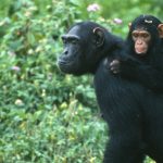 Dişi Şempanzeler, Bebeklerini Katillerden Korumak Amacıyla Zekice Bir Taktik Bulmuşlar