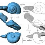 snail-amber-cretaceous-3d-scan[1]