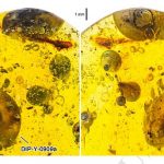 snail-amber-cretaceous-scale[1]