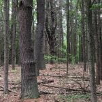 026-harvard-forest-giant-viruses-0_1024[1]