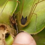 Hem Örümcek, Hem Köpek Gibi Görünen İlginç Canlı