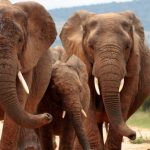 Erken Bulgular, Fillerin Kaçak Avlanma Yüzünden Dişsiz Evrimleştiğini Gösteriyor