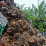 Çevreyi Kurtarmak İçin Palmiye Yağını Boykot Etmeli Miyiz?